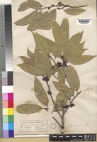 Paratype of Aporosa wallichii Hook.f. [family PHYLLANTHACEAE]