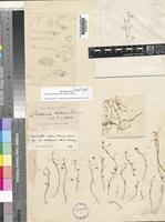Lignariella serpens (W.W.Sm.) Al-Shehbaz et al. [family CRUCIFERAE]