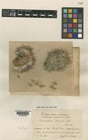 Isotype of Mammillaria ekmanii Werderm. [family CACTACEAE]
