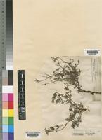 Sonchus tenerrimus L. var. maritimus [family COMPOSITAE]