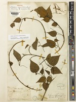 Isotype of Mallotus oppositifolius (Geiseler) Müll.Arg. var. integrifolius Müll.Arg. [family EUPHORBIACEAE]