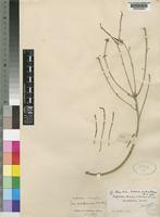Euphorbia tirucalli L. [family EUPHORBIACEAE]