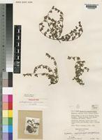Holotype of Euphorbia allocarpa S.Carter [family EUPHORBIACEAE]