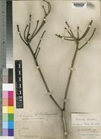 Syntype of Euphorbia rhipsaloides N.E.Br. [family EUPHORBIACEAE]