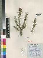 Euphorbia griseola Pax subsp. griseola [family EUPHORBIACEAE]