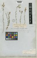 Isotype of Linum mucronatum Bertol. subsp. mucronatum [family LINACEAE]