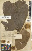 Ptychopyxis caput-medusae (Hook.f.) Ridl. [family EUPHORBIACEAE]