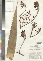 Holotype of Aloe aageodonta L.E.Newton [family ALOACEAE]