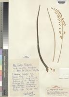 Type of Aloe ballii Reynolds [family ALOACEAE]