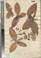 Type of Chlorophytum pusillum Schweinf. ex Baker [family ANTHERICACEAE]
