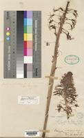 Type of Drimia altissima Hook.f. [family HYACINTHACEAE]