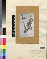 Holotype of Tephrosia bequaertii De Wild. [family LEGUMINOSAE-PAPILIONOIDEAE]