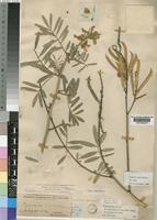 Type of Tephrosia rigida Baker [family LEGUMINOSAE-PAPILIONOIDEAE]