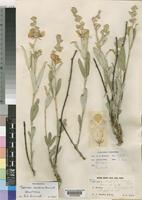 Holotype of Tephrosia zambiana Brummitt [family LEGUMINOSAE-PAPILIONOIDEAE]