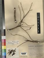 Xeroderris stuhlmannii (Taub.) Mendonca & E.C. Sousa [family LEGUMINOSAE-PAPILIONOIDEAE]