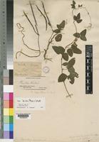 Vigna kirkii (Baker) J.B. Gillett [family LEGUMINOSAE-PAPILIONOIDEAE]