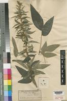 Type of Dolichos pseudocajanus Baker [family LEGUMINOSAE-PAPILIONOIDEAE]