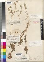 Type of Daucus abyssinicus Hochst. ex A.Rich. [family UMBELLIFERAE]