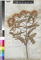 Vernonia amygdalina Delile [family COMPOSITAE]