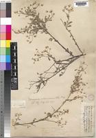 Vernonia cinerascens Sch.Bip. [family COMPOSITAE]