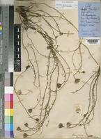 Vernonia bainesii Oliv. & Hiern subsp. bainesii [family COMPOSITAE]