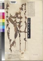 Type of Vernonia polysphaera Baker [family COMPOSITAE]