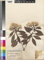 Helichrysum goetzeanum O.Hoffm. [family COMPOSITAE]