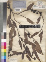 Isotype of Eucalyptus anceps (R.Br. ex Maiden) Blakely [family MYRTACEAE]