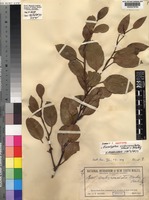 Isotype of Eucalyptus subcrenulata Maiden & Blakely [family MYRTACEAE]