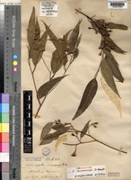 Isosyntype of Eucalyptus microcorys F.Muell. [family MYRTACEAE]