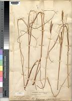 Holotype of Andropogon pseudoschinzii Stapf [family POACEAE]