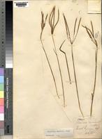 Stereochlaena cameronii (Stapf) Pilg. [family POACEAE]