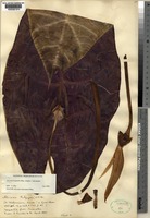 Epitype of Alocasia watsoniana Mast. [family ARACEAE]