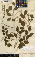 Isolectotype of Abarema alexandri ( Urban.) Barneby & J.W.Grimes var. troyana ( Urban.) Barneby & J.W.Grimes [family LEGUMINOSAE-MIMOSOIDEAE]