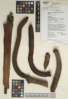 Neotype of Borassus sambiranensis Jum. & H. Perrier [family PALMAE]