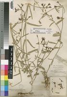 Orthanthera jasminiflora (Decne.) Schinz [family ASCLEPIADACEAE]