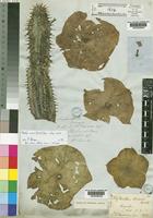 Holotype of Hoodia currorii (Hook.) Decne. subsp. currorii [family ASCLEPIADACEAE]