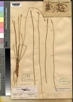 Type of Eleocharis sagotii C.B.Clarke var. glochiata C.B. Clarke [family CYPERACEAE]