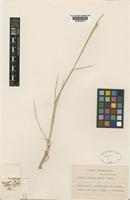 Type of Hordeum parodii Covas [family POACEAE]