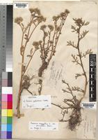 Senecio aegyptius L. var. discoideus Boiss [family COMPOSITAE]