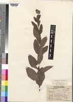 Senecio triactinus S.Moore [family COMPOSITAE]