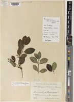 Canthium oligocarpum Hiern subsp. friesiorum (Robyns) Bridson [family RUBIACEAE]