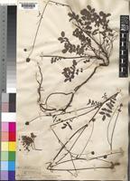 Sanguisorba minor unrecorded [family ROSACEAE]