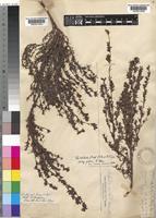 Cliffortia nitidula unrecorded [family ROSACEAE]