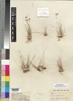 Holotype of Cyperus densibulbosus Lye [family CYPERACEAE]