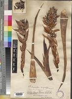 Type of Connellia augustae N.E.Br. [family BROMELIACEAE]
