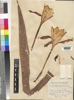 Type of Pamianthe peruviana Stapf [family AMARYLLIDACEAE]