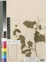Isotype of Ampelocissus volkensii Gilg [family VITACEAE]