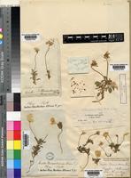 Viola altaica Ker Gawl. subsp. oreades (M.Bieb.) W.Beck [family VIOLACEAE]