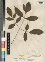 Holotype of Gonatopus clavatus Mayo [family ARACEAE]